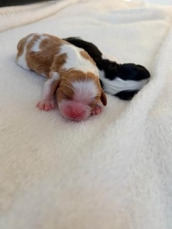 Cavalier King Charles Spaniel for sale by CAVINGTON