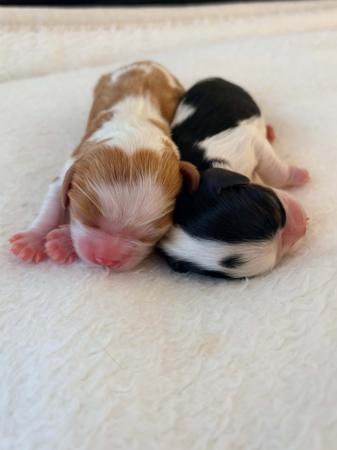 Cavalier King Charles Spaniel for sale by CAVINGTON