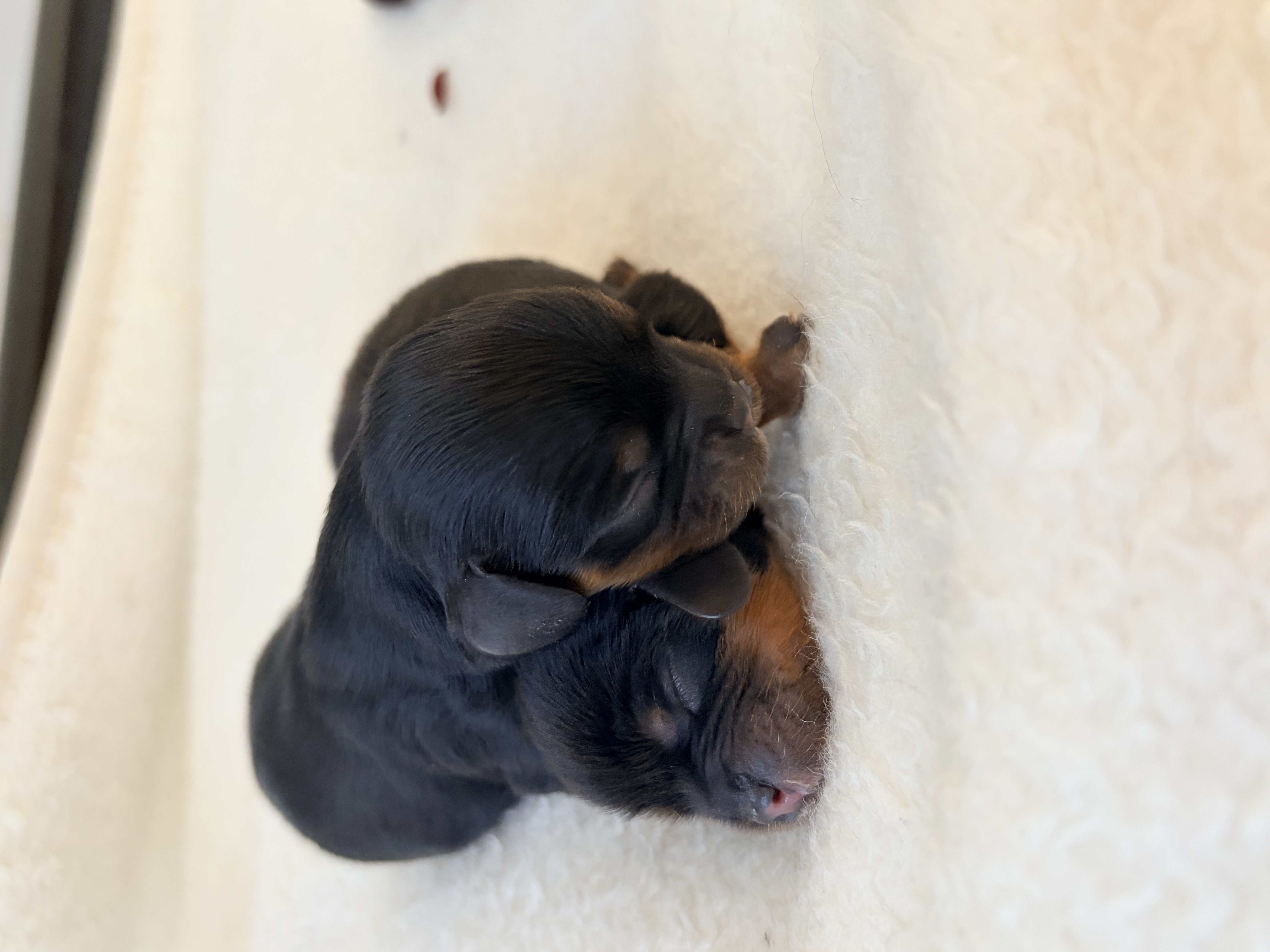 Cavalier King Charles Spaniel for sale by CAVINGTON