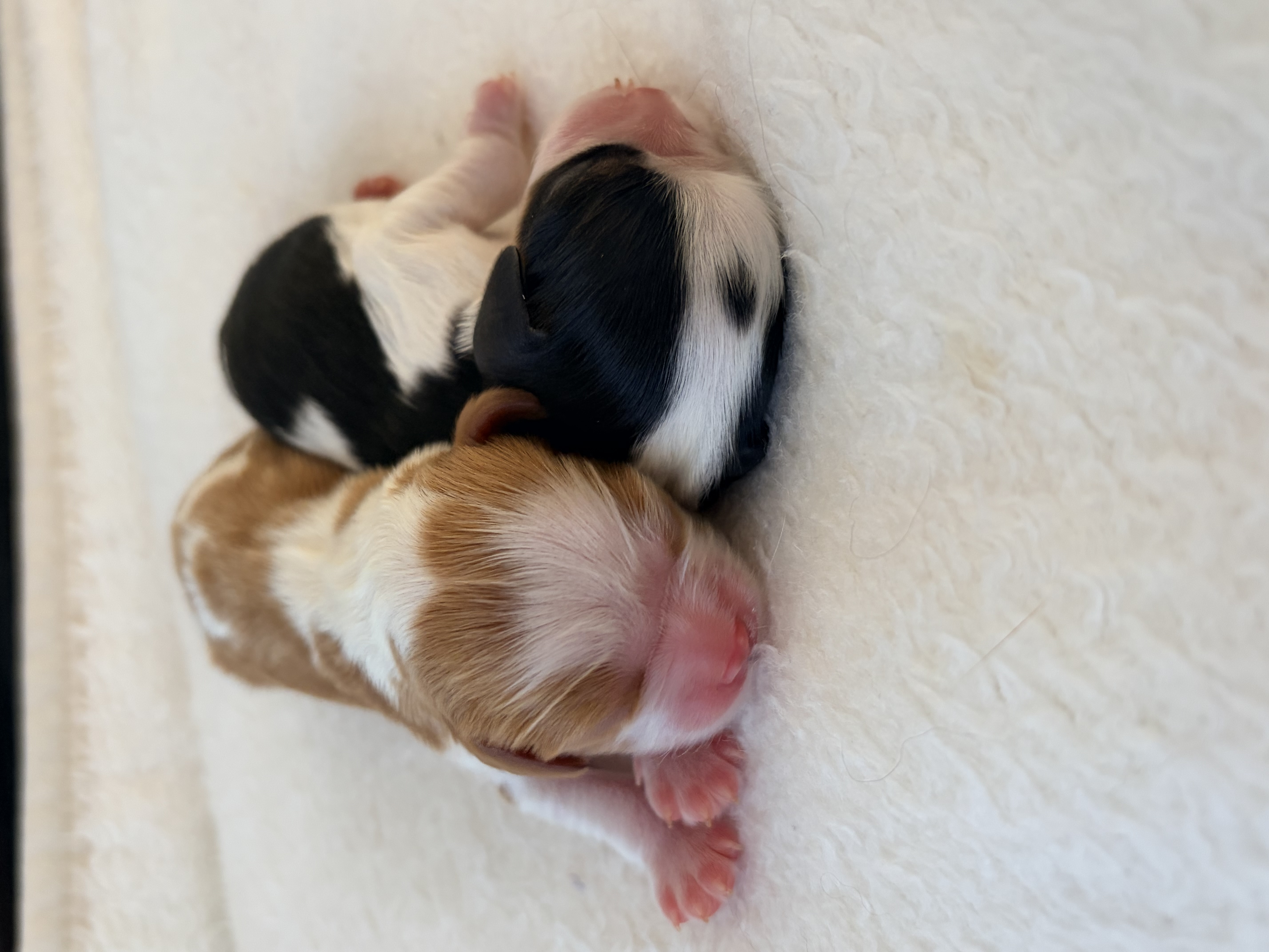 Cavalier King Charles Spaniel puppy for sale by CAVINGTON