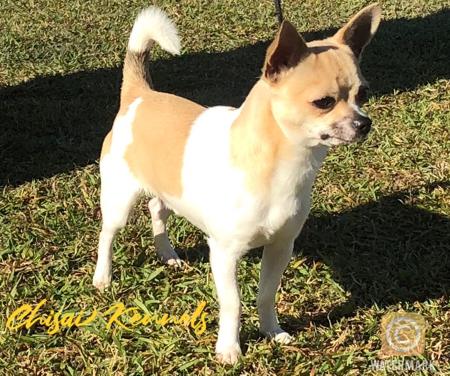 Chihuahua (Smooth Coat) for sale by CHISAI