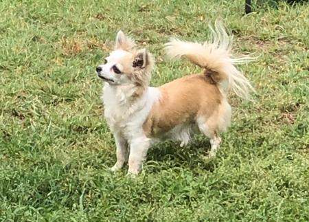 Chihuahua (Long Coat) for sale by CHISAI