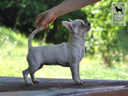 Chihuahua (Smooth Coat) for sale by CHISAI