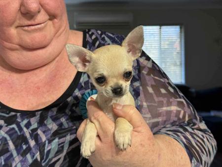 Chihuahua (Smooth Coat) for sale by CHISAI