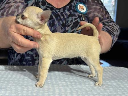Chihuahua (Smooth Coat) for sale by CHISAI