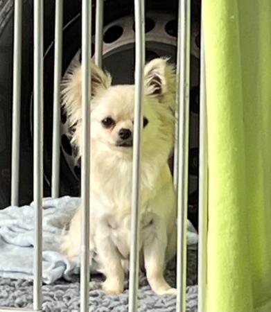 Chihuahua (Long Coat) for sale by CHISAI