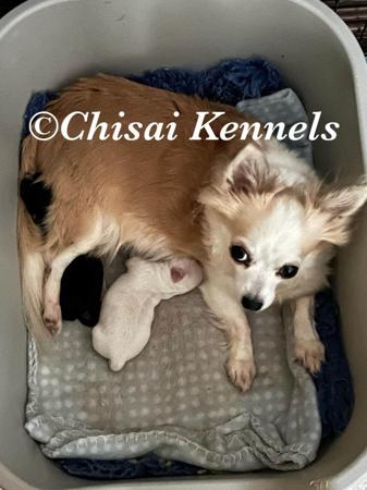 Chihuahua (Long Coat) for sale by CHISAI