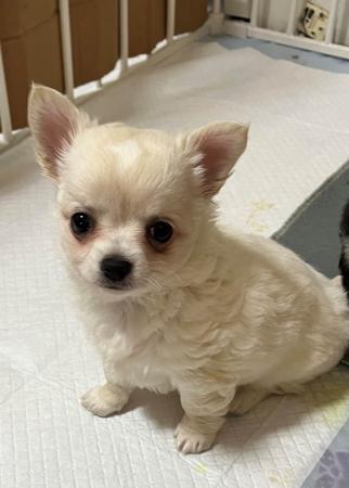 Chihuahua (Long Coat) for sale by CHISAI