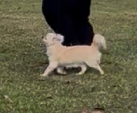 Chihuahua (Long Coat) for sale by CHISAI