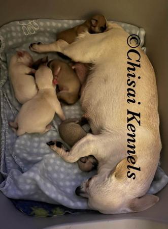 Chihuahua (Smooth Coat) for sale by CHISAI