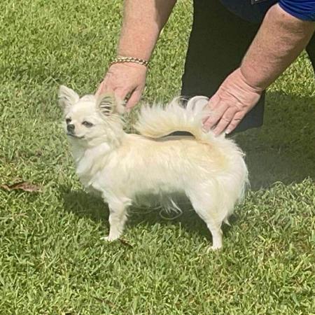 Chihuahua (Long Coat) for sale by CHISAI