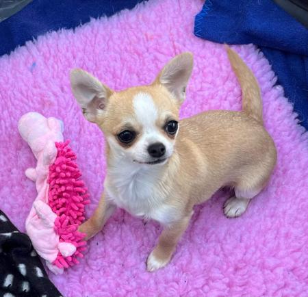 Chihuahua (Smooth Coat) for sale by CHISAI