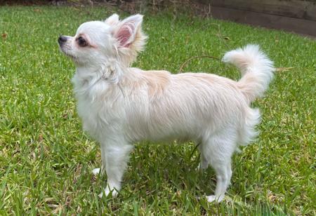 Chihuahua (Long Coat) puppy for sale by CHISAI