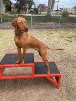 Hungarian Vizsla for sale by GONNYLDE