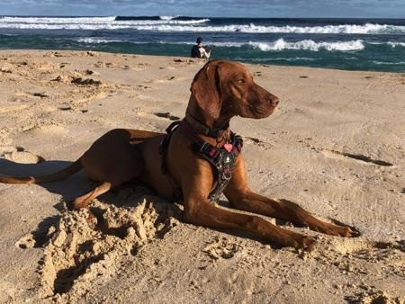 Hungarian Vizsla puppy for sale by GONNYLDE