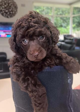 Poodle (Toy) for sale by BIJOUTOY