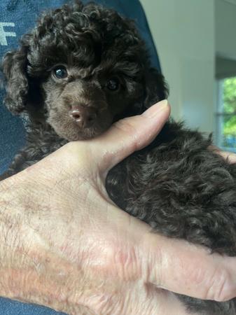 Poodle (Toy) for sale by BIJOUTOY