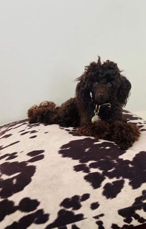 Poodle (Toy) for sale by BIJOUTOY