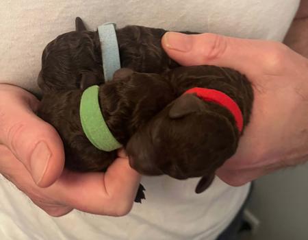 Poodle (Toy) for sale by BIJOUTOY