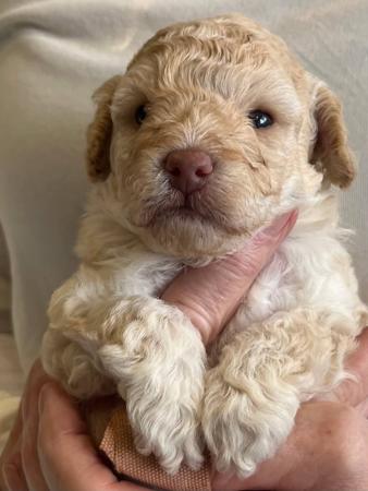 Poodle (Toy) puppy for sale by ROBERTNMEGANBIGPOND