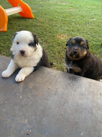 Australian Shepherd puppy for sale by INGLVIEW