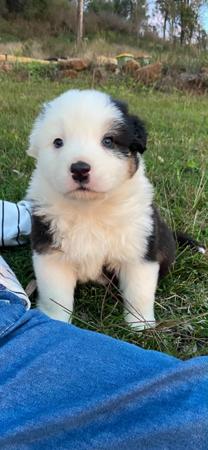 Australian Shepherd puppy for sale by INGLVIEW