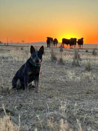 Australian Cattle Dog puppy for sale by TAYBON