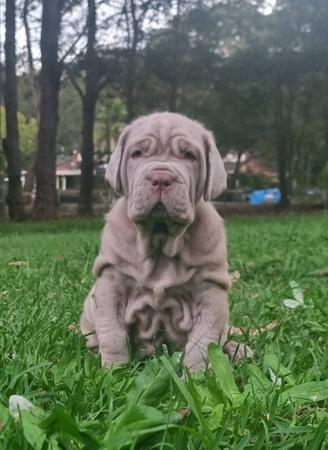 Neapolitan Mastiff for sale by WRINKLEMANIA