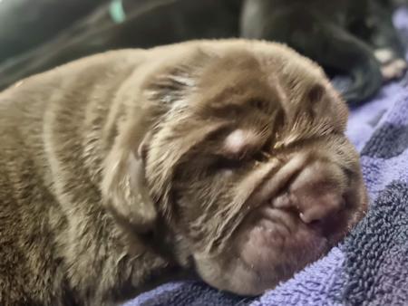 Neapolitan Mastiff puppy for sale by WRINKLEMANIA