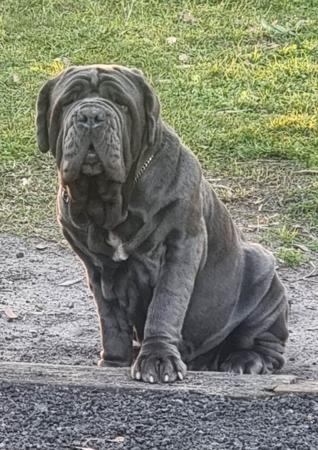 Australian Champion Wrinklemania Kiss My Sass Neapolitan Mastiff