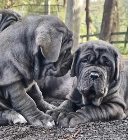 Neapolitan Mastiff for sale by WRINKLEMANIA