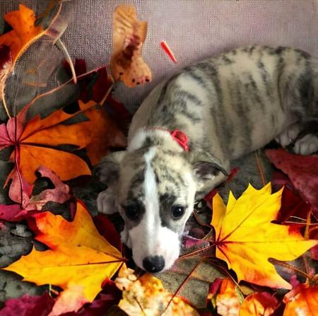 Whippet puppy for sale by BRINBRAE