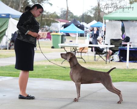 Weimaraner for sale by GREYDOVE