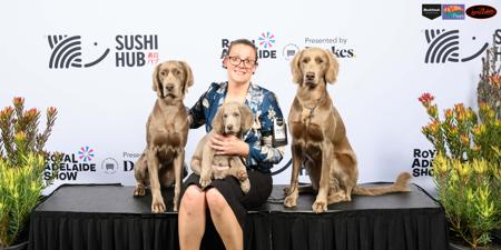 Weimaraner (Long-haired) for sale by JESSICASTEEL