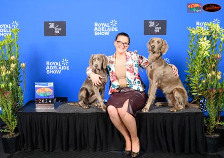 Weimaraner (Long-haired) for sale by WEISTAHL