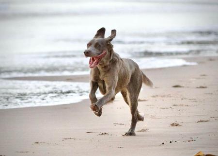 Weimaraner (Long-haired) for sale by WEISTAHL