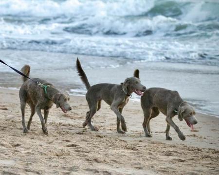 Weimaraner (Long-haired) for sale by WEISTAHL
