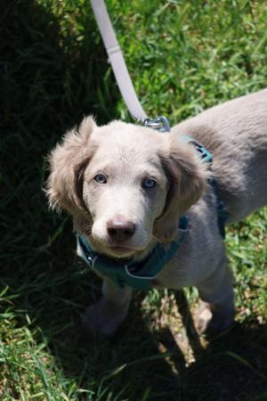 Weimaraner (Long-haired) for sale by WEISTAHL