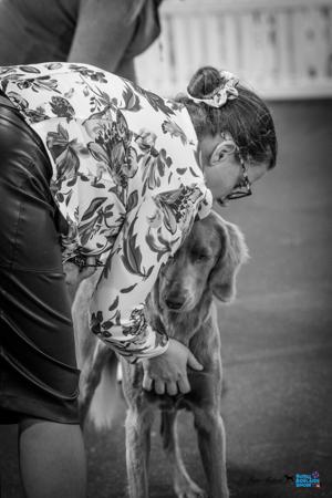 Weimaraner (Long-haired) for sale by WEISTAHL