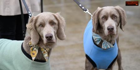 Weimaraner (Long-haired) for sale by WEISTAHL