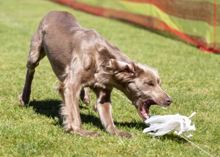 Weimaraner (Long-haired) for sale by WEISTAHL