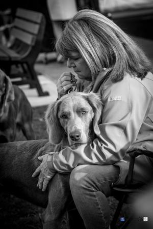 Weimaraner (Long-haired) for sale by WEISTAHL
