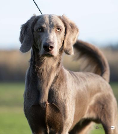 Brockhursts Bear Necessity Weimaraner (Long-haired)