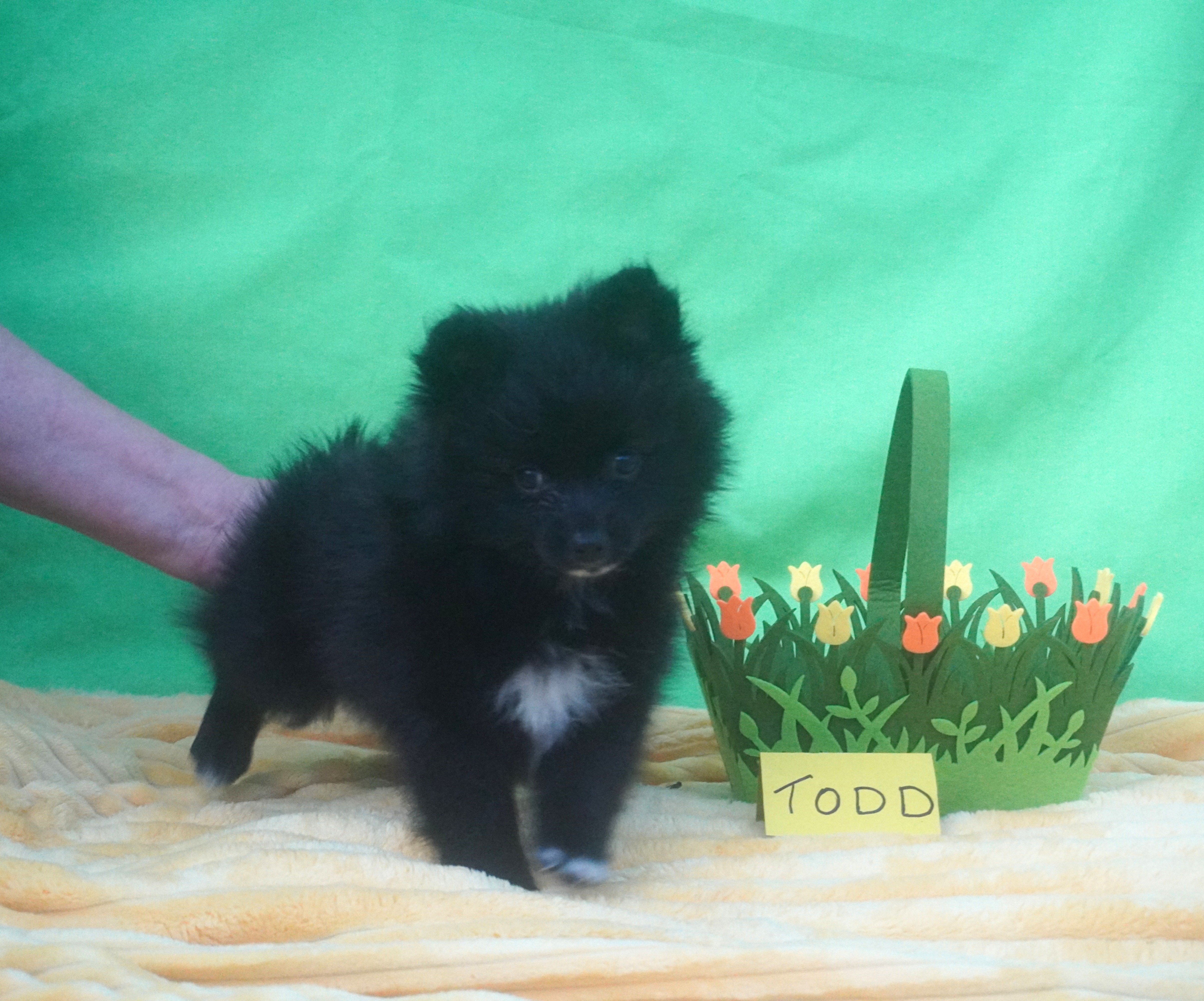 German Spitz (Mittel) puppy for sale by KAFE07