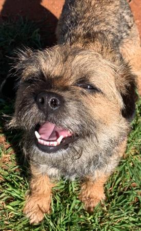 Border Terrier for sale by BROMLEYBEL