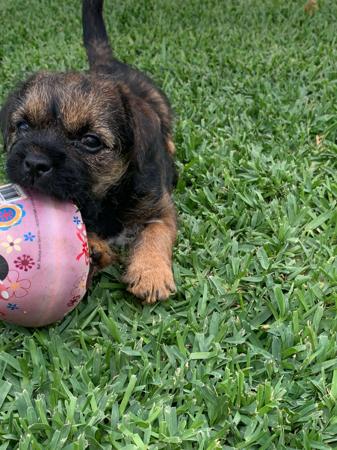 Border Terrier for sale by BROMLEYBEL