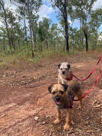 Border Terrier for sale by BROMLEYBEL