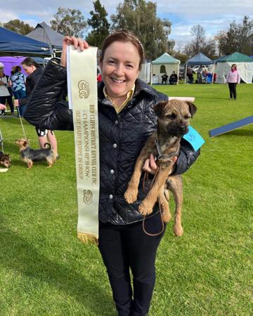 Border Terrier for sale by BROMLEYBEL