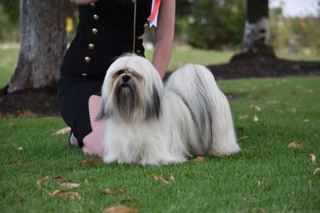 Lhasa Apso for sale by LYNETTEPEACEBIGPOND