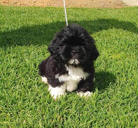 Lhasa Apso for sale by LYNOKA